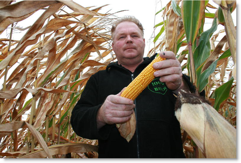 Peter Stevens: “Nu ligt de prijs van maïs hoog, het is maar de vraag of dit structureel is.”
